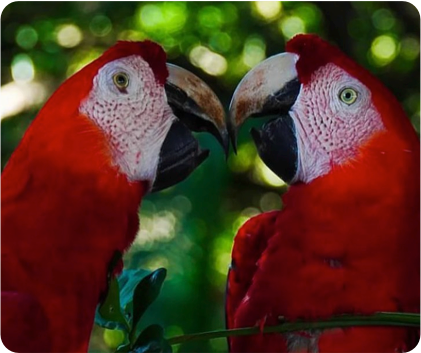 bird-watching-
